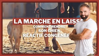 La marche en laisse, comment rendre son chien réactif congénères !