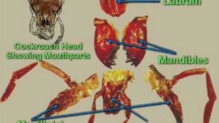 Cockroach dissection - Digestive system