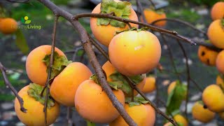 Know the Benefits of Persimmons: See How Traditional Japanese Hoshigaki is Made with Dry Persimmons!