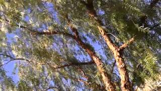 Willow Tree - Flailing in the Wind