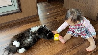 ブラッシングを徐々に許す猫　ラガマフィンAllow brushing gradually.Ragamuffin.