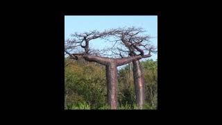 🌱Adansonia Suarezensis Madagascar Baobab ต้นเบาบับ 1 ใน6ชนิดจากเกาะมาดสกัสการ์ออกดอกในไทย