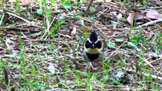 野鳥：ミヤマホオジロ／Wild Birds: Yellow-throated Bunting