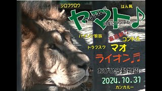 おびひろ動物園　いつものヤマトに、たくさんの仲間たちが友情出演してるよ♪2024年10月31日♬