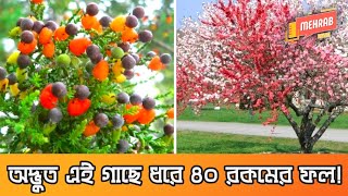 এক গাছে ৪০ প্রকার ফল সত্য নাকি গুজব? Tree of 40 Fruit Facts in Bangla - Mehrab Hasan