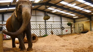 Anne the Elephant Update 🐘 March 2021