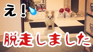 え！！知らない間に脱走してきた子犬チワワ！【puppy chihuahua】