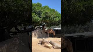 Camello - San Diego Zoo, California #shortsvideo #shortvideo #shorts #short #youtubeshorts #love
