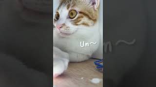 獨特的貓叫聲｜貓：別拍啦#貓 #cat #shorts