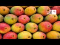 আমের রাজা আলফানসো কি কেন কিভাবে alphonso mango ki keno kivabe