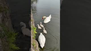 彦根城のこぶ白鳥親子　3匹の赤ちゃん食欲旺盛