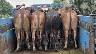 Cow unloading, cow videos,cow video,big cow,goru hamba cow,Gabtoli,Paragram[Ep -13](Kurbani Eid2022)