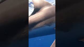 A MASSIVE Dusky Shark checks me out while freediving!!  #sharkshorts #sharks