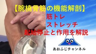 【腕橈骨筋の機能解剖】筋トレ、ストレッチ、起始停止と作用を解説