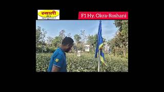 F1 Hy. Okra-Roshani