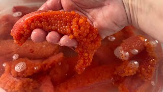 Curing and Salting Raw Sockeye Salmon Eggs in Valdez Alaska 2022 ( making caviar)