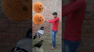 parrot pingen crow peacock 🦚#shortsfeed #vairalvideo #shortsfeed #shorts #trending