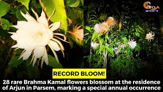 28 rare Brahma Kamal flowers blossom in Parsem, marking a special annual occurrence