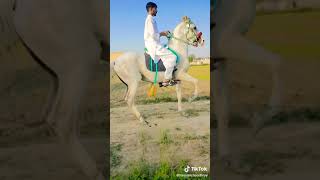 *Chal Baz*Sawa Nukra Desi Big Hight Beautiful Horse Neza Baz Ghora 80% Like Horse Pakistan