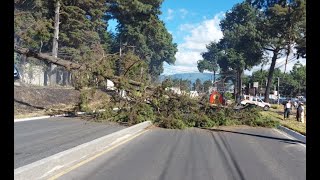 Fuerte viento derribó un árbol en Quetzaltenango