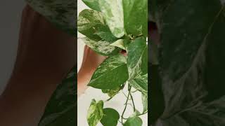 Marble Queen Pothos 大理石皇后 #黃金葛 #epipremnumaureum #pothosplant #vinesvideo #houseplant