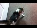 cat with three legs comes into office and runs around - HAPPY ENDING!