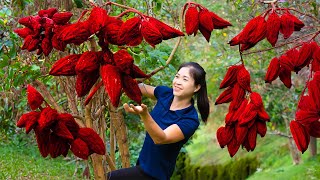 Harvesting Red Wild Fruit \u0026 Goes To Market Sell | Gardening And Cooking | Lý Tiểu Vân