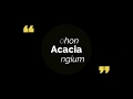 ACACIA MANGIUM | Yusril Amir Abdullah Hakim