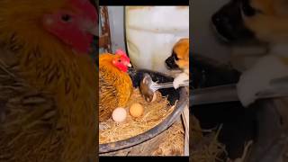 अंडा चोर कुत्ता | dog stole eggs 🥚 | kutte ne churaye murgi ke ande