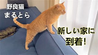 野良猫まるとら新しい家(縄張り)に到着！