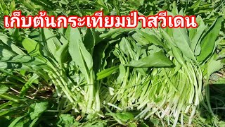 เก็บต้นกระเทียมป่าสวีเดนตัวเห็บก็เยอะ Wild Garlic Sweden 13 พค 2024