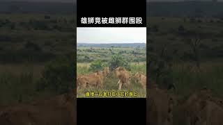 雄獅剛剛成為新獅王，卻被雌獅圍毆倒地不起