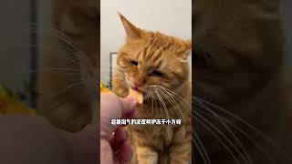 铲屎官一定要注意猫咪嘘嘘问题，做好提前防护，让猫咪能健健康康成长萌宠好物 尿闭 科学养宠攻略 新手养猫