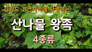 산야초탐사12.강원도 고산지역에서 자생하는 산나물왕족 4종류