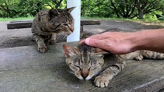 公園のベンチに野良猫の夫婦がいたので近づいてナデナデしてきた