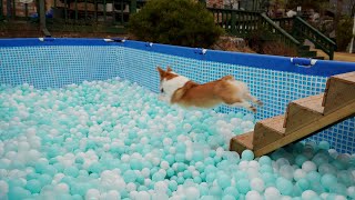 다이빙했는데 물이 아니라 볼풀공이었다ㅋㅋㅋ ｜ I dived into the ball pool instead of water lol