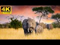 4K African Animals: Ruaha National Park, Tanzania - Scenic Wildlife Film With Calming Music