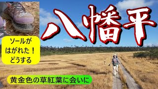 八幡平　紅葉　岩手日帰登山　茶臼岳～黒谷地湿原～八幡沼　八幡沼湿原を草紅葉を見ながら歩きます