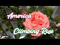 Rosa America (Climbing Rose)介绍一种爬藤玫瑰 [美国] ， 在我这里很爱得白粉病的一种玫瑰，但她真的是非常的漂亮