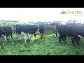 25 Br/Fr In-Calf heifers for Sale