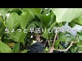 【ハクモクレンの剪定】花芽と葉芽を見極めて剪定する