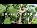 【ハクモクレンの剪定】花芽と葉芽を見極めて剪定する