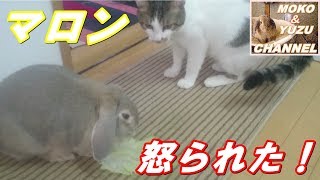 うさぎのご飯を食べ損ねる猫（モコ＆マロン）A cat that fails to eat rabbit rice