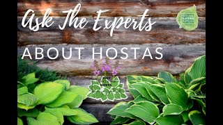 Unveiling the Secrets of Hostas: Ask the Experts Webinar