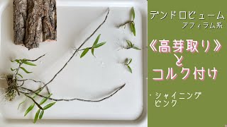 2022年6月29日　デンドロビューム　アフィラム系の高芽🌱を切り取る　親株と高芽🌱（小苗）をコルク付け　水やりと置き場所に注意！　・シャイニングピンク