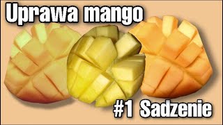 Uprawa Mango #1 Przygotowanie, oraz sadzenie.