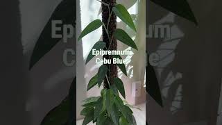 Epipremnum Cebu Blue Moss Pole