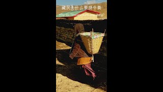 藏民为什么要烧牛粪 Why do Tibetans burn cow dung?