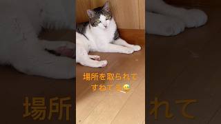 またもや行方不明‼️お気に入りの場所を取られてすねた猫が意外な隠れ場所を見つけた🤣#保護猫動画 #保護猫 #猫のいる暮らし #かわいい猫