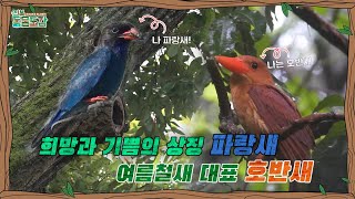 [전북동물도감] 전설속의 파랑새와 여름철새 대표 호반새